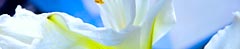 A special gift :: Tuscany Villa Catignano