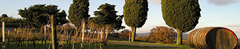 Chianti region close to Siena :: Villa Catignano surrounding area