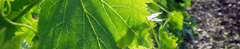Chianti Classico wine tours :: Villa Catignano